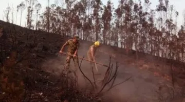 Área queimada por incêndios florestais em Portugal quase quadruplica em termos anuais devido ao calor extremo