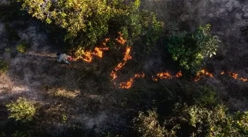 No Pantanal, como uma queima proposital pode ajudar a prevenir incêndios?