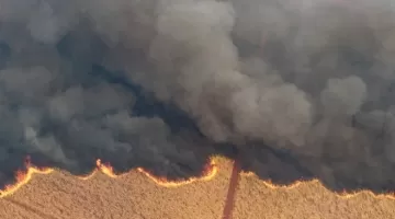 Incêndios em São Paulo: como afetam São Martinho (SMTO3) e Raízen (RAIZ4) na Bolsa?